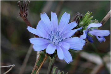 Qu Son Y Para Qu Sirven Las Flores De Bach Balance Sociosanitario