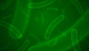 probi&oacute;ticos Covid